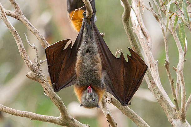 yawning bat - vleerhond stockfoto's en -beelden