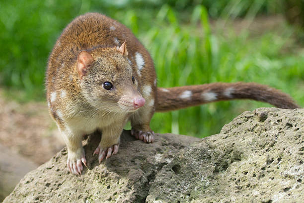 istock Australian Quoll Close Up 610787520