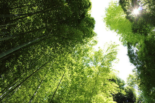 In August 21, 2016 Natural park of Osaka, Japan.