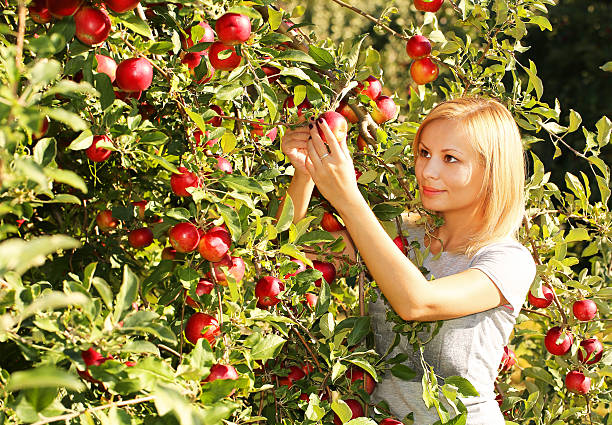 istock Autumn girl picking red apple from tree. Harvesting 610789520
