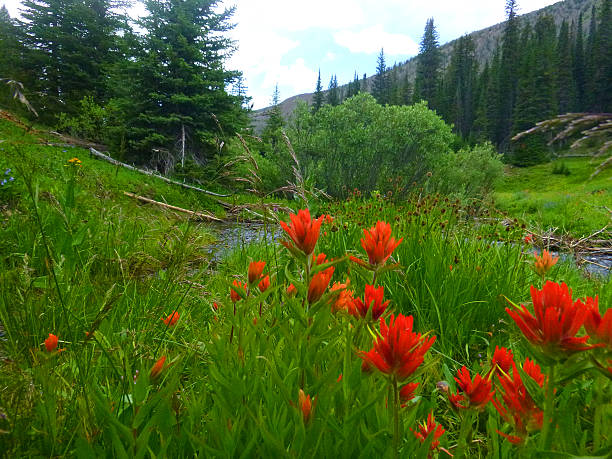 sun valley trail creek summit - sun valley idaho photos et images de collection