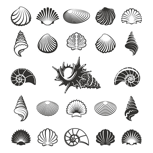 sea shell silhouettes - seashell illüstrasyonlar stock illustrations