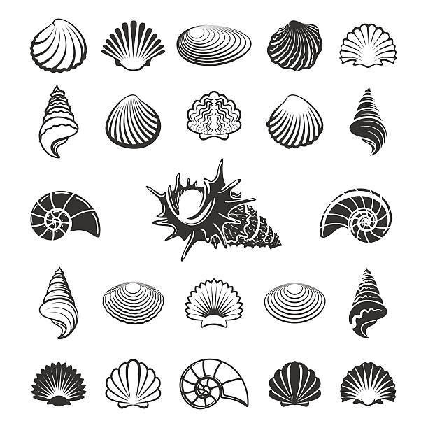 Sea Shell Silhouettes Stock Illustration - Download Image Now - Animal Shell, Seashell, Icon - iStock Sea Shell Silhouettes Stock Illustration - Download Image Now - Animal Shell, Seashell, Icon - iStock