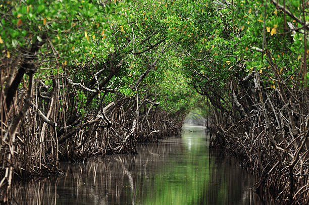 mangrove bäume entlang des türkisblauen wasser im fluss in grün - mangrove stock-fotos und bilder