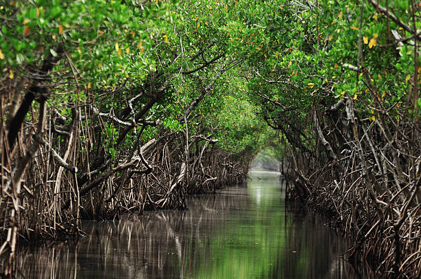 Mangrove trees along the turquoise green water in the stream Mangrove trees along the turquoise green water in the stream mangrove habitat stock pictures, royalty-free photos & images