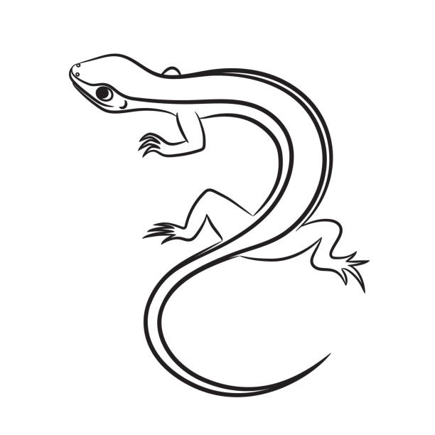 ilustrações, clipart, desenhos animados e ícones de ilustração de desenho animado de pequeno lagarto delineado - lizard