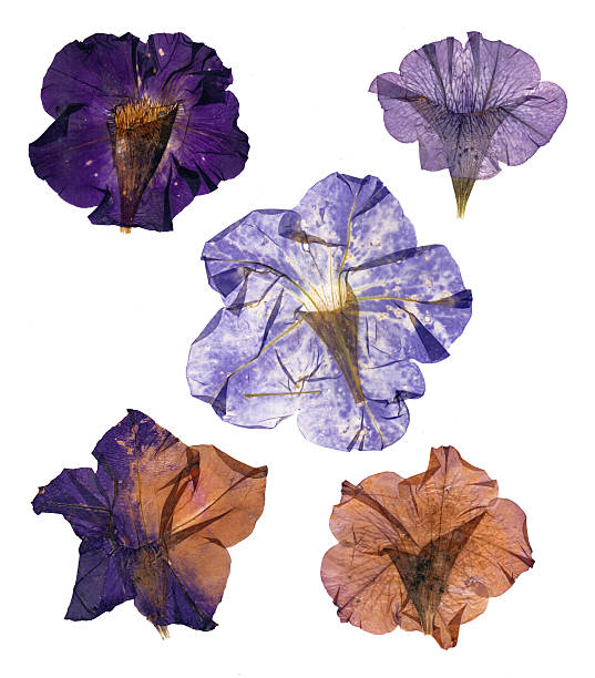 istock dried pressed colorful petunias 610839120