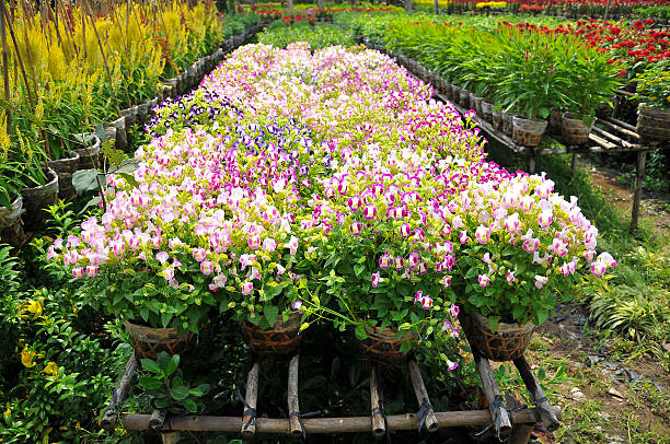 Flowers is to prepare for Tet Holidays or Lunar New Year in Vietnam. 