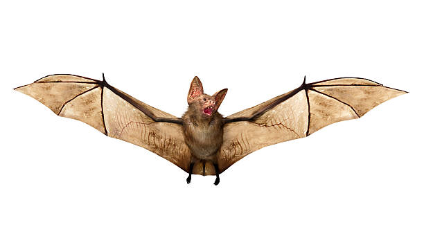 흰색 배경에 고립 된 비행 뱀파이어 박쥐 - bat 뉴스 사진 이미지