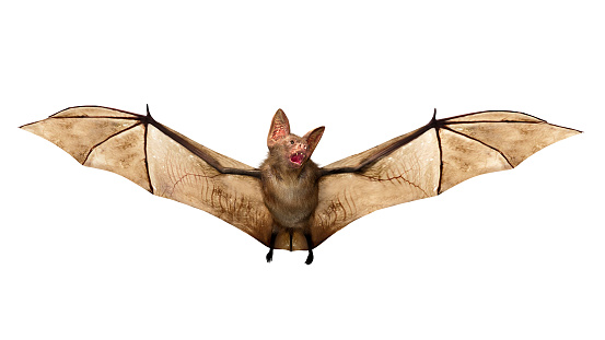 Flying Vampire bat isolated on white background, 3D rendring