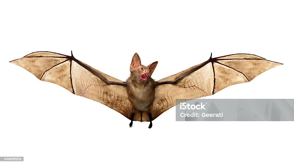 Flying Vampire bat isolated on white background Flying Vampire bat isolated on white background, 3D rendring Bat - Animal Stock Photo