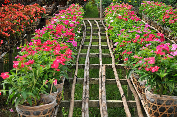 Flowers is to prepare for Tet Holidays or Lunar New Year in Vietnam. 