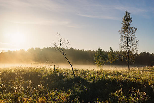 istock Sunrise over foggy meadow 610840346