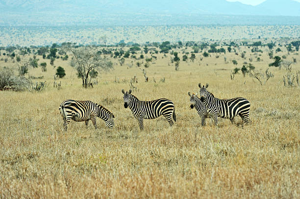 istock Zebra in the Masai Mara 610842160