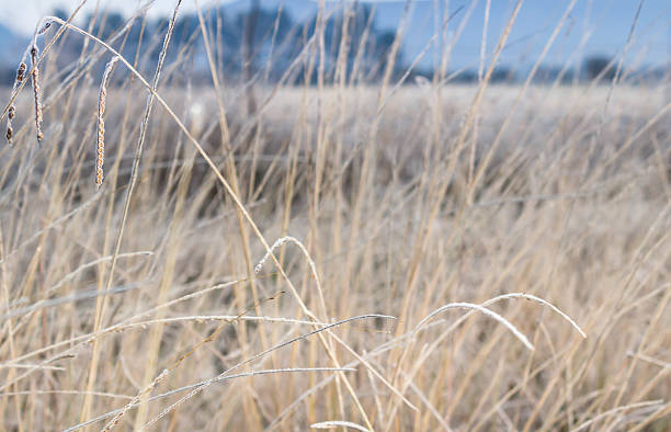 istock Abstract background with dry frosty grass 610842890
