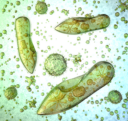 Protozoa under a microscope. 3d illustration.