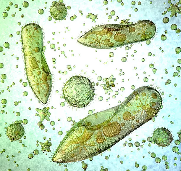 Photo of Protozoa under a microscope.