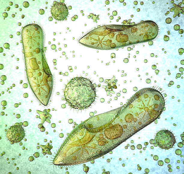 простейший под микроскопом. - paramecium стоковые фото и изображения