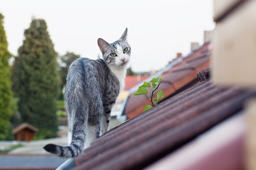 tabby cat walking on roof