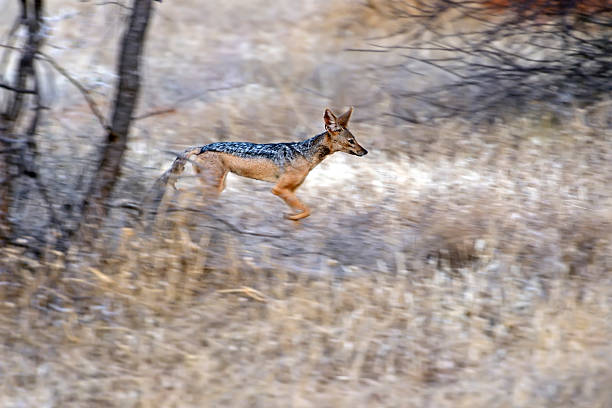 Jackal, Golden (Canis aureus) - Sigiriya, Sri Lanka