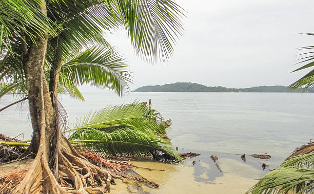 istock Jungle. Tropical forests of Bocas del Toro archipelago 610844590