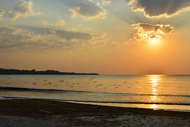 istock Seagulls over calm sea at sunrise 610844860