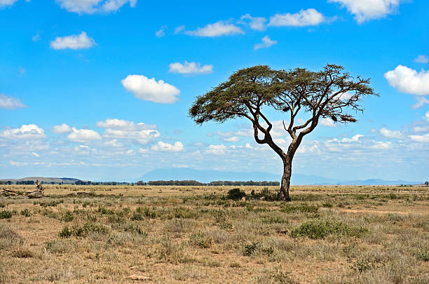 istock African savanna in Kenya 610846428