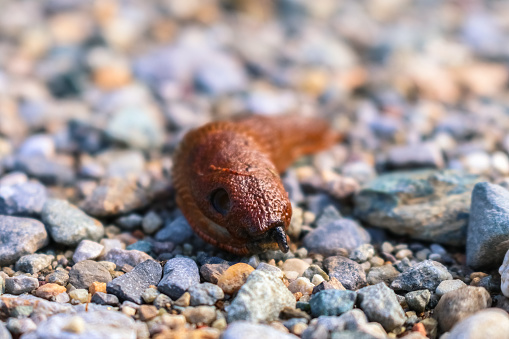 A close up view of a big brown slug on a road of pebbles in the fields.