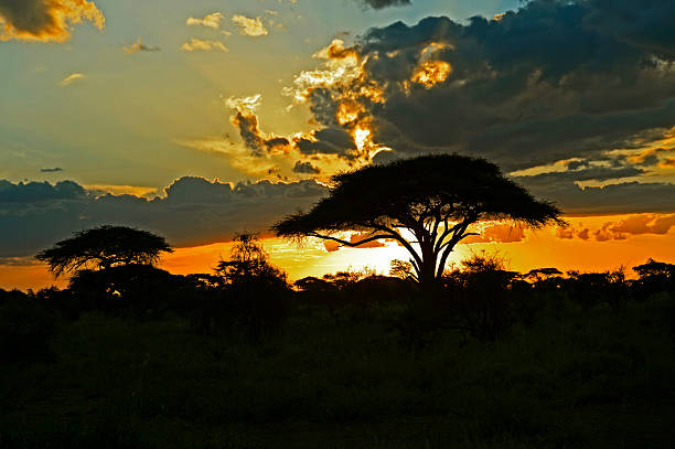 istock African savanna in Kenya 610846698