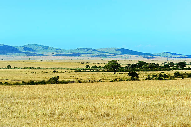 istock African savanna in Kenya 610846832