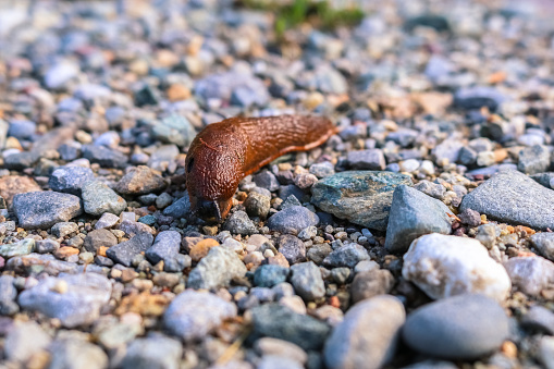 A close up view of a big brown slug on a road of pebbles in the fields.