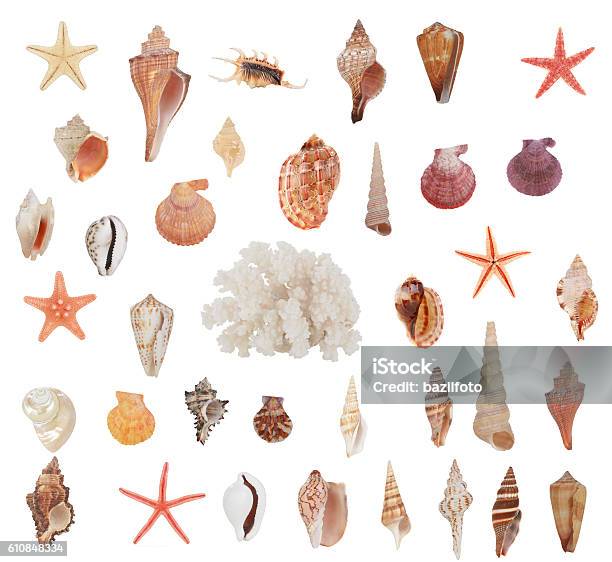 Photo libre de droit de Cockleshell banque d'images et plus d'images libres de droit de Coquillage - Coquillage, Fond blanc, Objet ou sujet détouré