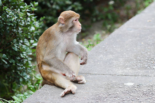 istock monkey in Kam Shan Country Park, Kowloon 610848936