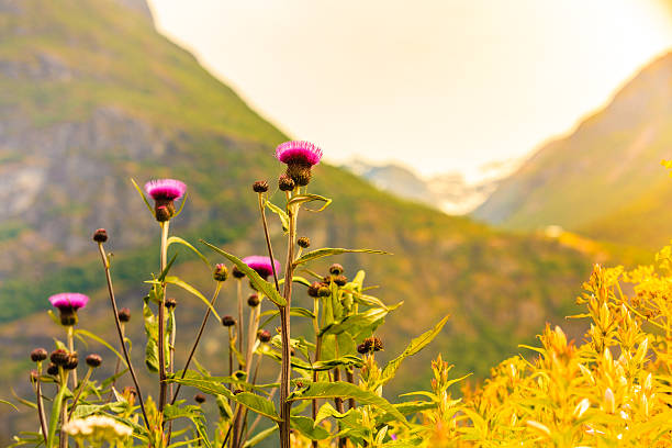 istock Mountains landscape in the summer. 610849780
