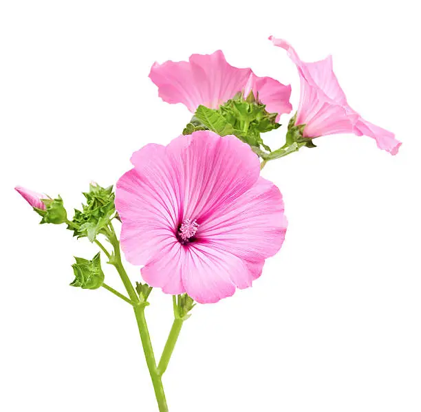 Beautiful pink flower isolated on white background