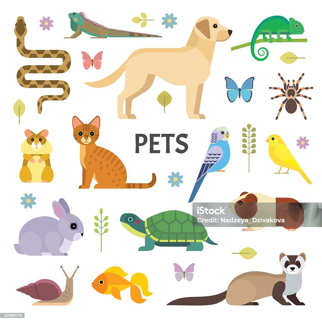 Pets collection Vector colorful collection of domestic mammals, rodents, insects, birds, reptiles, including dog, cat, rabbit, tortoise, ferret, parrot, snake, guinea pig, chameleon, hamster, tarantula and a canary. Pets stock vector