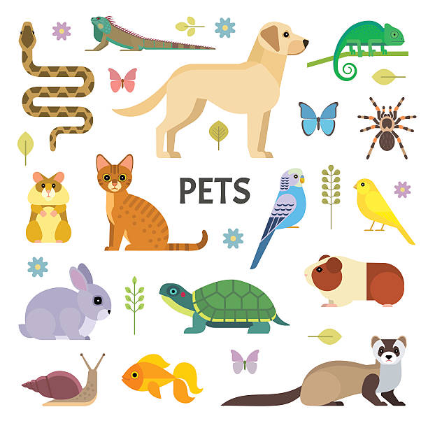 Pets collection Vector colorful collection of domestic mammals, rodents, insects, birds, reptiles, including dog, cat, rabbit, tortoise, ferret, parrot, snake, guinea pig, chameleon, hamster, tarantula and a canary. turtle stock illustrations