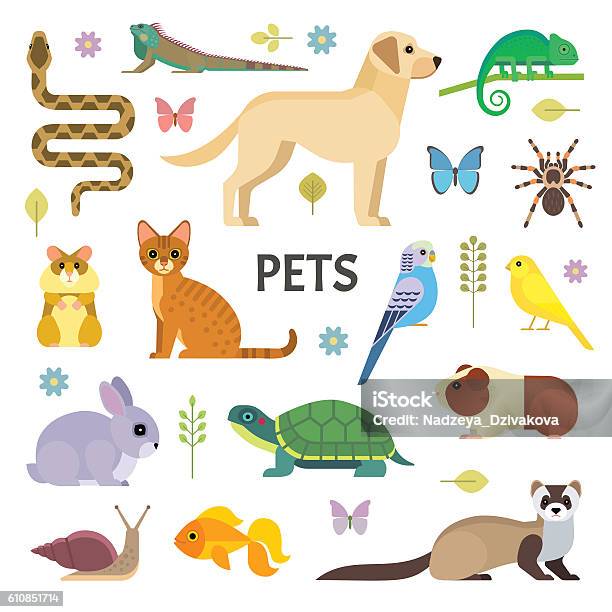 Pets Collection Stock Illustration - Download Image Now - Pets, Vector, Turtle