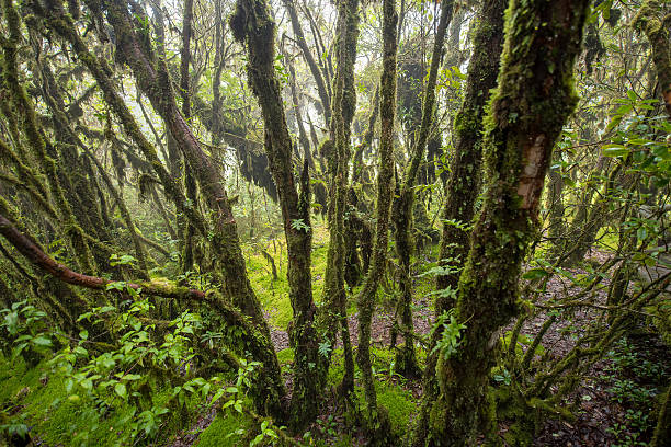istock Scenic pathway of Ang Ka nature trail Doi Inthanon 610853782
