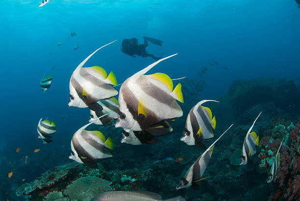 istock In hot pursuit of the longfin banner fish 610853920