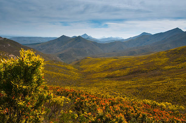 Proteas blooming in springtime The Robinson Pass, South Africa, alive with beautiful yellow, orange, red and pink proteas. The mountains seem endless and misty in the distance fynbos photos stock pictures, royalty-free photos & images