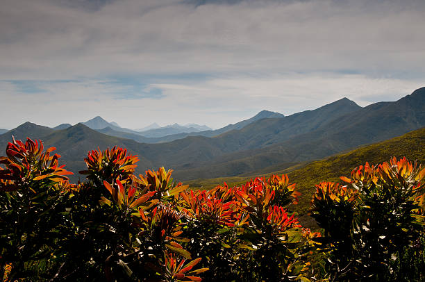 robinson pass enmarcado por flores de protea rojas y naranjas - the karoo fotografías e imágenes de stock