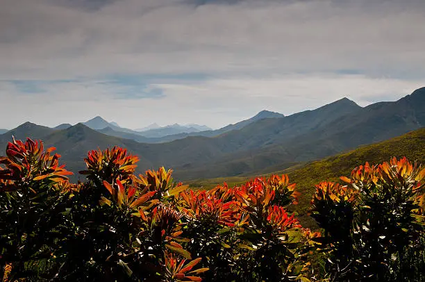 Photo of Robinson Pass framed by red and orange protea flowers