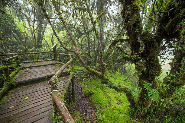 istock Scenic pathway of Ang Ka nature trail Doi Inthanon 610854648