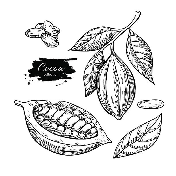 ilustraciones, imágenes clip art, dibujos animados e iconos de stock de conjunto de dibujo de superalimentos vectoriales de cacao. ilustrador dibujado a mano aislado - chocolate beans