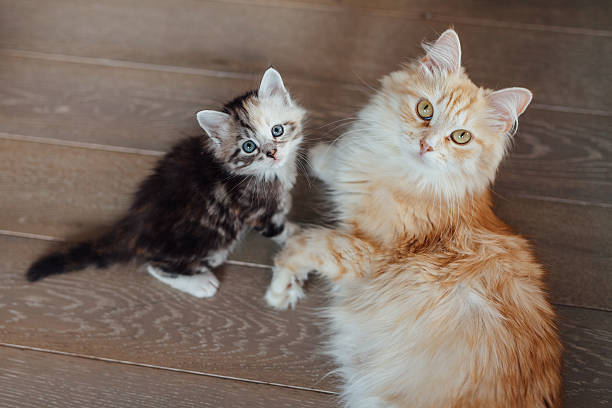 Two cats are sitting on the wooden floor and looking stock photo