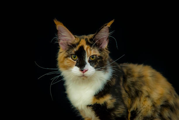 istock Maine coon cat portrait. 610858908