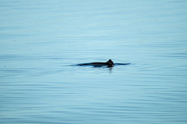 seagull のボート - dolphin porpoise mammal sea ストックフォトと画像