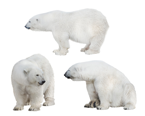 set of polar bears isolated on white background
