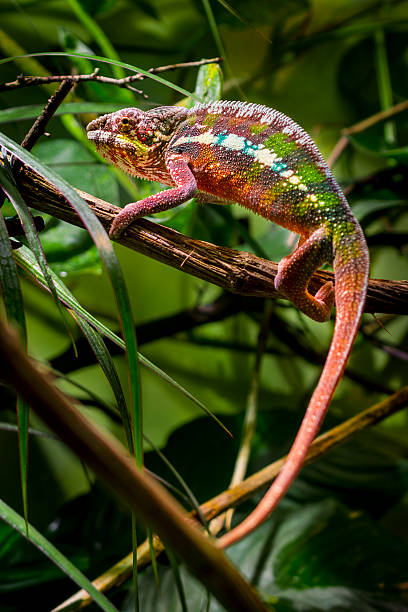 chamäleon auf baum - chameleon africa rainforest leaf stock-fotos und bilder